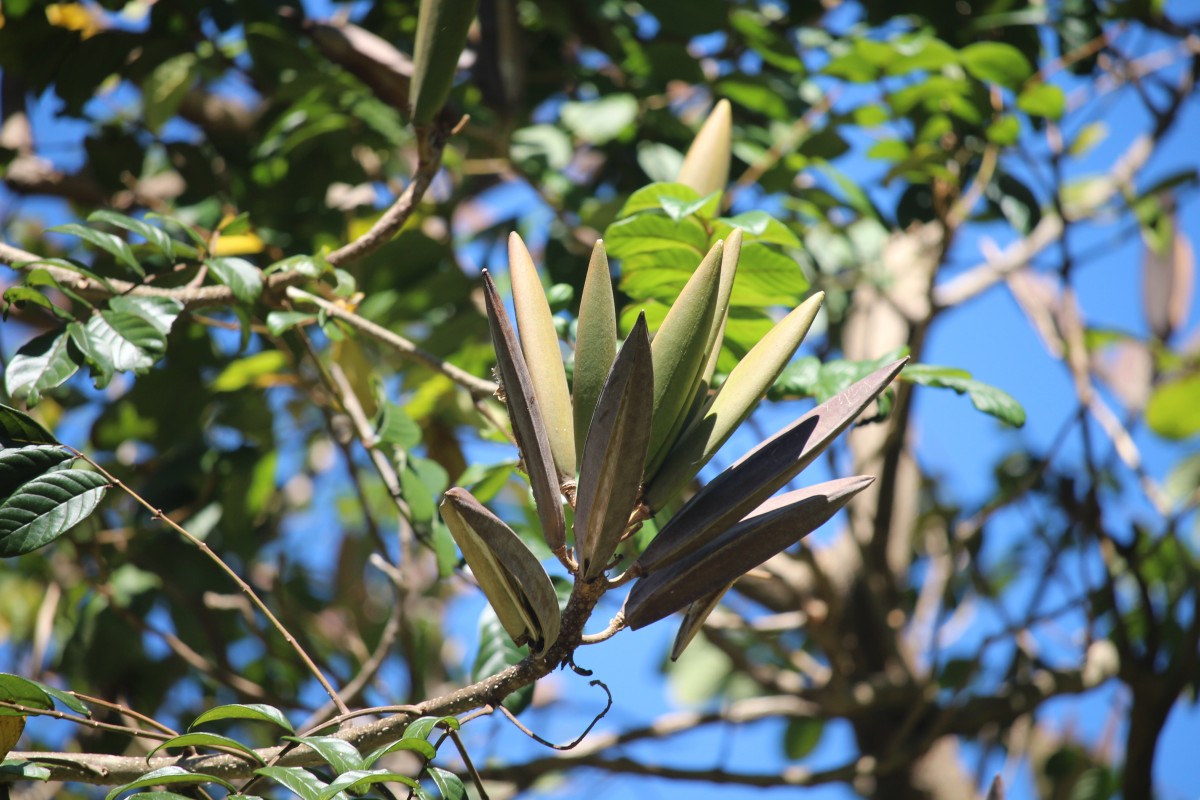 Spathodea campanulata P.Beauv.